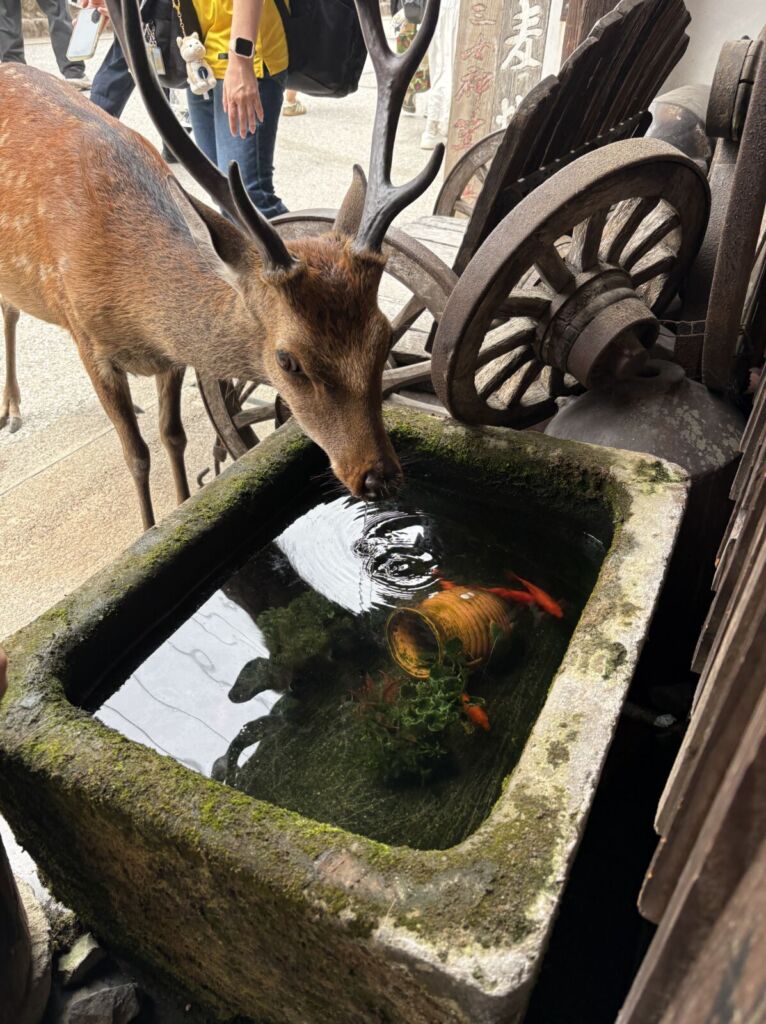 酒屋の店先に置かれた石の水槽から水を飲む宮島の鹿。水槽の中では金魚が泳いでいる